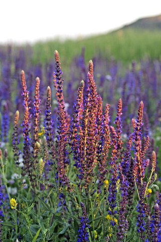 Clary Sage Essential Oil (Salvia Sclarea)